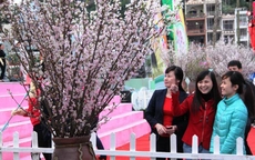 Lễ hội hoa Anh Đào Hạ Long 2014, sự kiện được người dân Quảng Ninh đón chờ