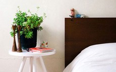 Lưu ý phong thủy khi đặt cây xanh trong phòng ngủ