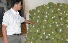 Sầu riêng cũng dính chất gây ung thư ?!