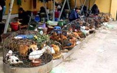 Hà Nội: Nhiều chợ vẫn bán gia cầm chưa kiểm dịch