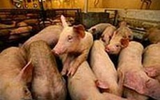 Liệt bệnh lạ ở lợn vào loại bệnh phải công bố dịch