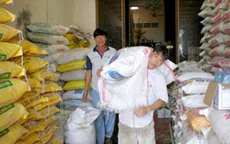 Phân bón giả hủy diệt môi sinh