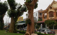 Phá rừng vì thú chơi cổ thụ