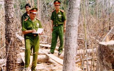 Cần ngăn chặn nạn phá rừng thông tìm huỳnh đàn