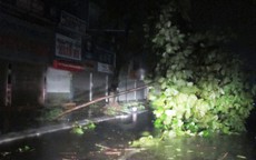 Các địa phương sau bão: Nhà sập, đường ngập, cây đổ la liệt
