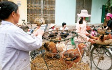 Lo ngại gà thải loại Trung Quốc tràn về Thủ đô