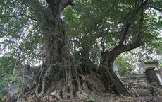 Hà Nội mất thêm 3 cây di sản 700 tuổi