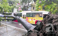 Cây đổ bẹp xe buýt đang chạy trong sáng ngày khai trường