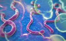 12 điều về đại dịch Ebola bạn cần biết