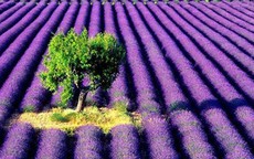 Ngắm cánh đồng hoa oải hương tuyệt đẹp ở Pháp