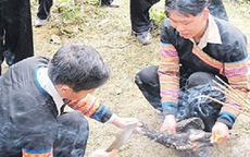 Độc đáo cúng trâu cầu an lạc