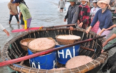 Đà Nẵng: Ngư dân trúng đậm mùa ruốc