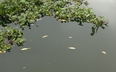Cá chết nổi trắng hàng cây số trên sông Vinh