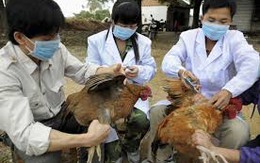 WHO khuyến cáo phòng chống cúm A (H7N9) 