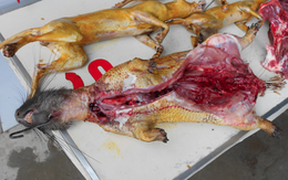 Nhiễm Ebola vì ăn thịt thú rừng