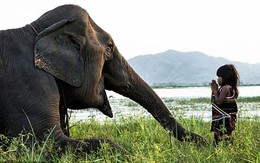 Bé gái Việt Nam luyện voi dữ thành thú cưng lên báo Anh