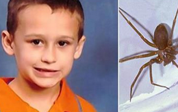 Bé 5 tuổi thiệt mạng vì bị nhện cắn ngay trong nhà
