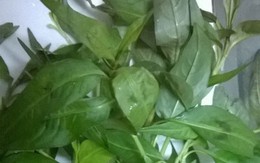 Thực hư rau răm làm giảm ham muốn ở quý ông