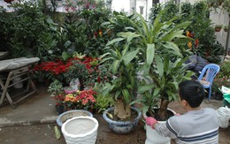 Khi nào cần thay đất cho cây trồng trong chậu?