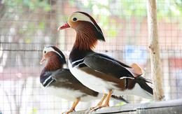 12 triệu đồng/cặp vịt uyên ương lông ngũ sắc