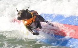 Màn trình diễn lướt sóng có một không hai của các chú chó tại bãi biển Huntington
