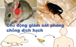 35 loại bệnh nguy hiểm đến từ chuột