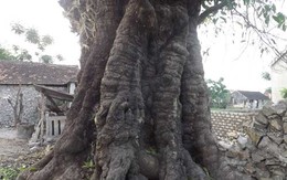 Kỳ lạ gốc thị “cổ đại”, khổng lồ ở Nghệ An