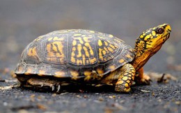 Giấu 51 con rùa quý trong đũng quần để vượt biên