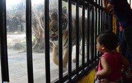 Vườn thú mở tiền tỷ trong khu du lịch của ông Dũng 'lò vôi'