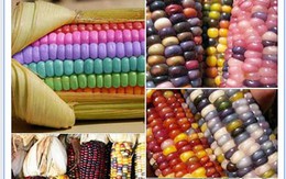 Sang Mỹ săn 'ngô kim cương cầu vồng' chiều dân ăn vặt