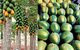 Cách nhận biết trái cây ép chín dễ dàng