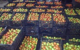 Siêu thị gánh lỗ cho người dân trồng cà chua ở Đà Lạt, Lâm Đồng