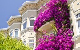 Những giống cây hoa thích hợp để làm giàn leo trước nhà