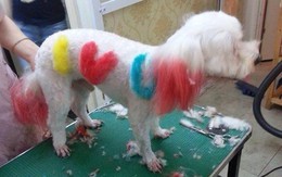 Làm nail, nhuộm lông cho chó giá 500.000 đồng/lần ở Hà Nội