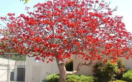 Những loại cây cảnh mang lại điềm may trong năm mới
