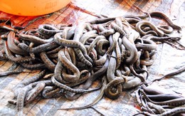 Khô rắn độc nhất ở miền Tây được sản xuất như thế nào?
