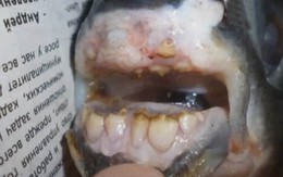 Sốc: Con cá có hàm răng giống như con người