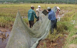 Lạ lùng chuyện kéo lưới… trên cạn