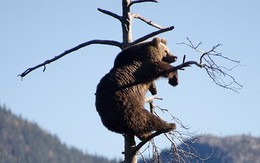 Gấu nâu nặng vài tạ vắt vẻo trên cành cây khô ngắm cảnh