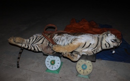 Kiểm tra xe tải, thấy nguyên một con hổ đã chết