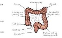 Người cao tuổi chữa Viêm đại tràng Xích ma như thế nào?