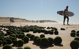 "Trứng xanh" người ngoài hành tinh bỏ lại trên bờ biển Sydney ?