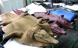 Bên trong trang trại nuôi cá sấu làm đồ da lớn nhất Sài Gòn