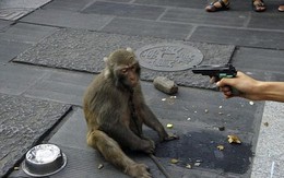 2 chú khỉ bị ngược đãi để mua vui cho khán giả gây phẫn nộ dư luận