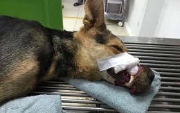 Thêm chú chó bị buộc chặt mõm được cứu sống