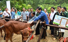 Điều đặc biệt ở chương trình “Bò giống giúp người nghèo biên giới”