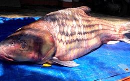Bắt được cá trà sóc nặng 60kg hiếm gặp