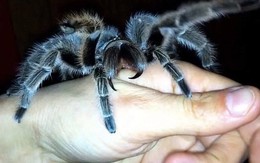Kinh hãi cô gái nuôi nhện độc làm thú cưng