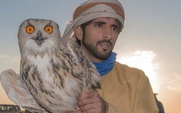 Sở thích nuôi quái thú độc, dị của Thái tử Dubai điển trai