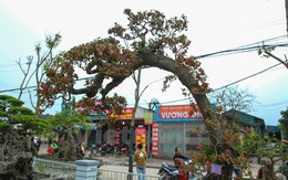 Chiêm ngưỡng cây dâu cảnh giá trăm triệu ở Việt Nam